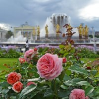 Красота, не требующая жертв :: Борис Русаков