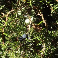 Можжевельник :: Freddy 97