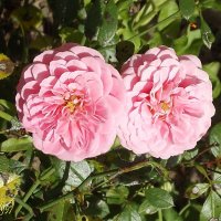 Розы :: Freddy 97