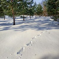 следы оставил какой-то зверёк :: Валентина. .