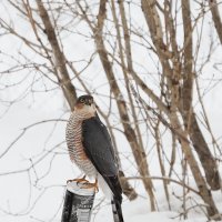 Ястреб :: Мария К.