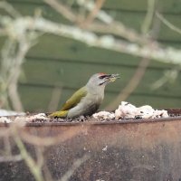 Седой дятел :: Мария К.