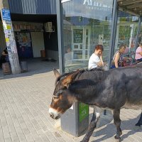 Осталась память об ослике Яше :: Татьяна Пальчикова
