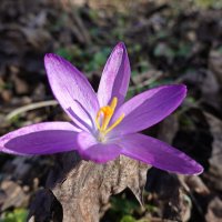 Ах, февральский подснежник, Лепесток голубой...... :: Галина Ах, февральский подснежник, Лепесток голубой...... :: Галина