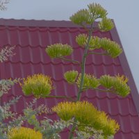 цветение агавы :: Олег Кручинин