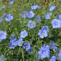 Лен :: Дарья Шуклина