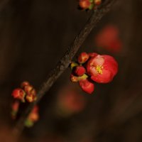 Скоро весна.... Начало :: Светлана Тихонина