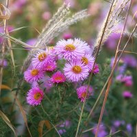 Осенние цветы. :: Лилия *