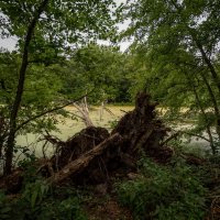 После урагана... :: Николай Гирш