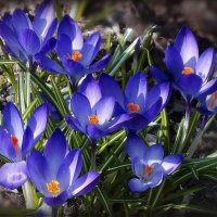 Первенцы весны.Крокусы. :: Наталья ***