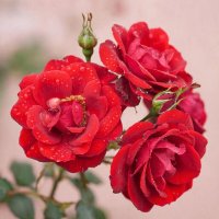 цветы :: МАРИЯ ПОПОВА