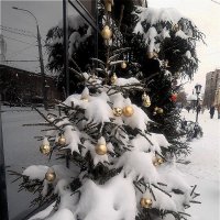 Новогодняя красавица в февральском снегу! :: Нина Андронова