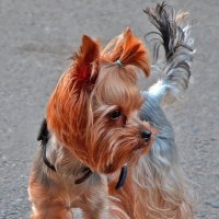 Позировать надоело! :: Валентина Нефёдова Позировать надоело! :: Валентина Нефёдова