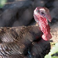 редкие особи в городе :: Олег Лукьянов