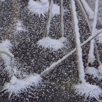 Нарядились и пошли :: liudmila drake