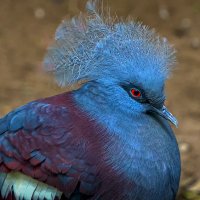 Веероносный венценосный голубь :: Aleksey Afonin