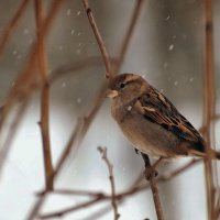 Совсем не весёлый воробей. :: Татьяна Помогалова