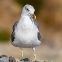 На морском берегу. Чайка. Фотосессия :: Владимир Лазарев