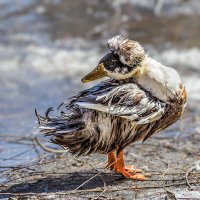 Хохлатая утка :: SanSan 