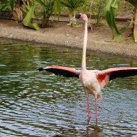 Подходите, обниматься будем... :: Галина Ильясова