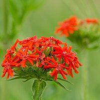 Зорька обыкновенная :: Владимир Кириченко