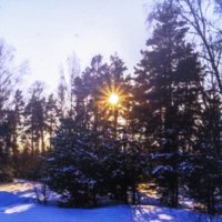 В солнечный день :: Людмила Смородинская