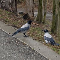 Разговор двух ворон :: Мариша Разговор двух ворон :: Мариша