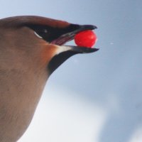 весенняя витаминка :: леонид логинов