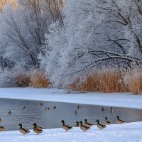 Зимний пейзаж ... :: Ravile 