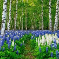 Летняя картинка :: Лариса С. Летняя картинка :: Лариса С.