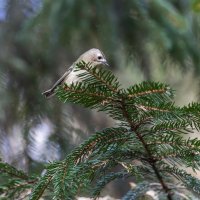 желтоголовый королек. :: юрий макаров