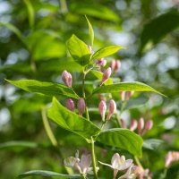 *** :: Александр. AVG100 ---