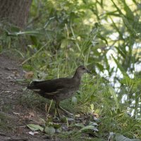 Болотная курочка. :: Александр. AVG100 ---