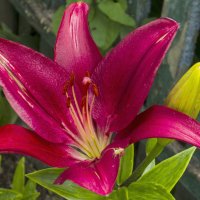 Наши Лилии :: Валентин Семчишин Наши Лилии :: Валентин Семчишин