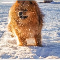 На зимней прогулке. :: Михаил Курзанцев