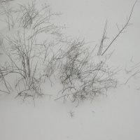 Циклон пришел... :: Елена Семигина