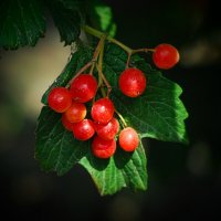 Летнее. :: Владимир 