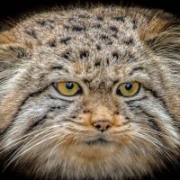 котёнок манул :: Аркадий Лаптенко котёнок манул :: Аркадий Лаптенко