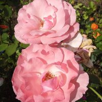 Розы :: Freddy 97 Розы :: Freddy 97