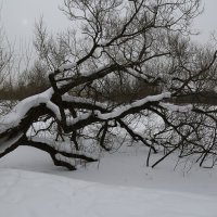 Старая ива :: Танзиля Завьялова