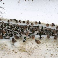 Уточки зимующие на канале :: Танзиля Завьялова