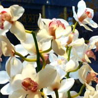 Орхидея Фаленопсис Белый каскад :: Aida10 