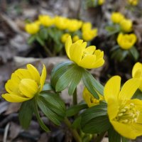 "Как прекрасны первоцветы, Как они милы, просты..."... :: Галина "Как прекрасны первоцветы, Как они милы, просты..."... :: Галина