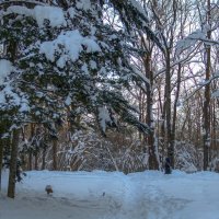 Прогулки в Зимнем Парке :: юрий поляков