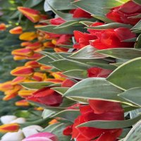 Буйство красок! :: Pippa 