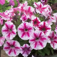 петуния :: МАРИЯ ПОПОВА