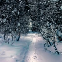 Февраль. В лесу. :: Николай Феофанов