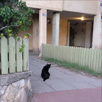 "Жил да был черный кот за углом..." :: Валерий Готлиб