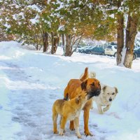 1213 :: Алтынбек Картабай 