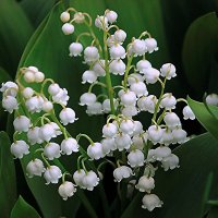 Ландыши весенние :: елена беликова